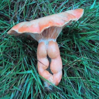 Gyat Hub 🍑 profile image