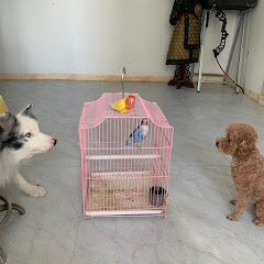 陨石边牧和泰迪アイコン画像