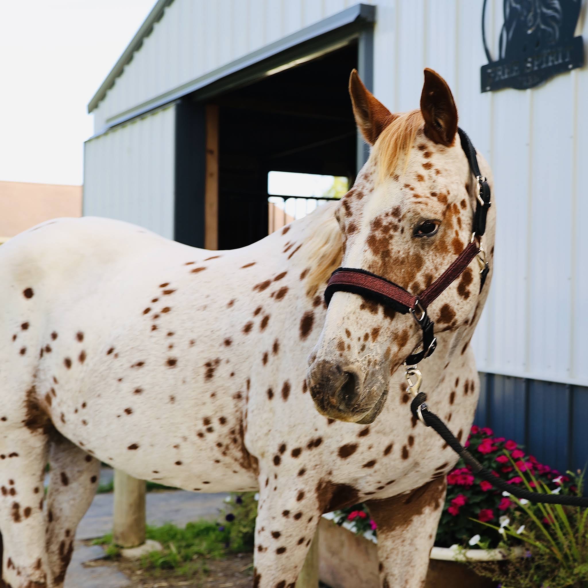 Post from Free Spirit Equestrian