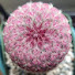 N6AdrKt0mu8-channel-avatar-Spiny Beauty 