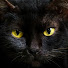 pIkquDSuRqA-channel-avatar-Sr. Gato Negro