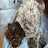 @Rocco_T-Dawg Avatar