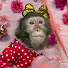 BahwwtC_jzQ-channel-avatar-HONEY F