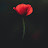 avatar of @shabanaparveen2318