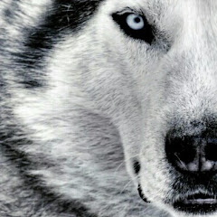 djwolfvalencia