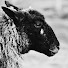 FrM5G3C3x4g-channel-avatar-The Maine Woolstead & Soapery