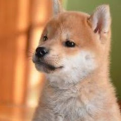 ［癒し］ 犬の動画チャンネルアイコン画像