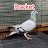 @borneoracingpigeon4425