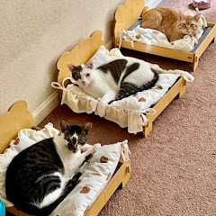 Cats & Food Trips USA