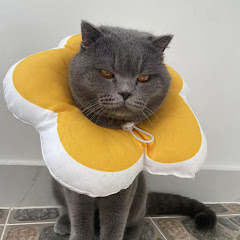 pets petty 宠物搞笑视频アイコン画像