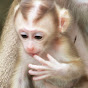  Sweet  Macaque  Official  logo