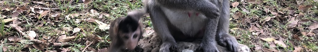 Monkey Angkor Region YouTube channel avatar