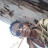 @AnbesKebede