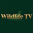Dkf22XEpeZs-channel-avatar-Wildlife TV