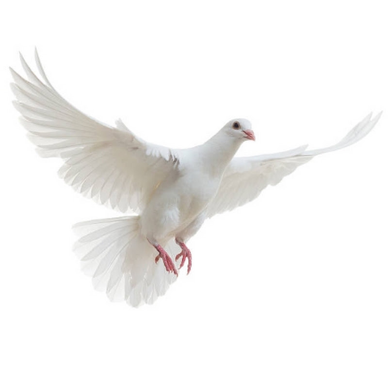 Monis Turkey avatar