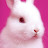 @cutebunny3791