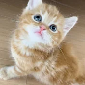 くり猫が今日も尊い