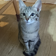 POPO CHANNEL IN JAPAN