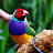 Finch Zoo Uk Malayalam