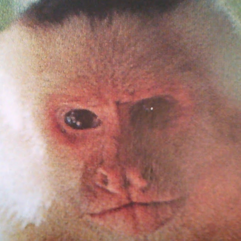 STEADY EDDY'S TRAVELS icon