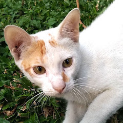 アジアねこ散歩ch - AjiNeko