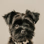 Yorkie Puppy Neo  logo