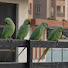 Dv0E7gemQfk-channel-avatar-Daily Bird Feeding