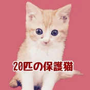 保護猫のおうち 20匹の保護猫