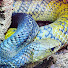 5PLYZHSe8bg-channel-avatar-DaveSnakes