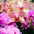 Phalaenopsis Orchids and Life