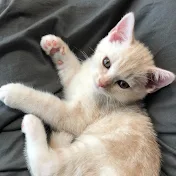 TEA time / テアタイム