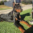 @mccombskennels