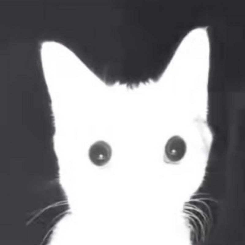 friedshrimpcat