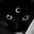 GmXo_LWHpwI-channel-avatar-catoph