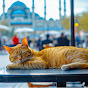 Lofi for Cats Avatar