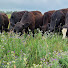 ONCPTERiqKc-channel-avatar-Greener Pastures Ranching Ltd.