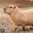 @Capybara_official_Yt
