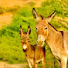 t9JLlmqw-q4-channel-avatar-Donkies in Desert 🏜️