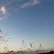 ワカメ