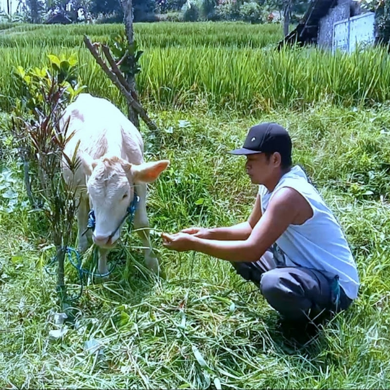  𝙎𝙐𝙍𝙔𝘼 𝙏𝙐𝙏𝙊𝙍𝙄𝘼𝙇