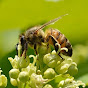 Бджільництво в Україні channel logo