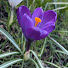 soG6tt6iic0-channel-avatar-West Linn Gardener