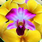 Remy's Orchids & Plumerias logo