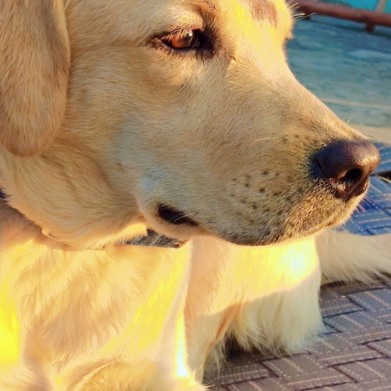 Hire It's Rafii  — Funny Animal Compilations YouTube creator for sponsorships