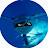 @Torin-w2h Avatar
