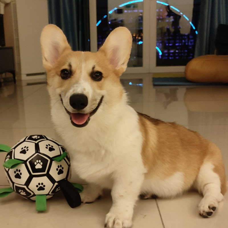 Ajax the Great Corgi