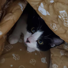 【元♥保護猫】ヴェルとBaby Cat’s Life アイコン画像