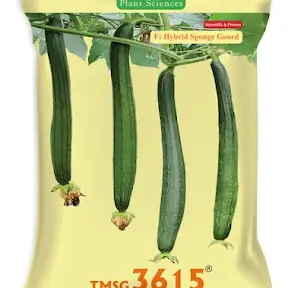 TRIMURTI SEEDS YouTube channel