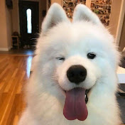 Cute pet park 