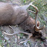 Lh4Q_dLRVvo-channel-avatar-Sambar Hunters Edge